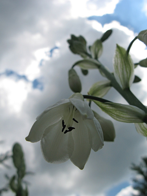 Jacinthe du cap