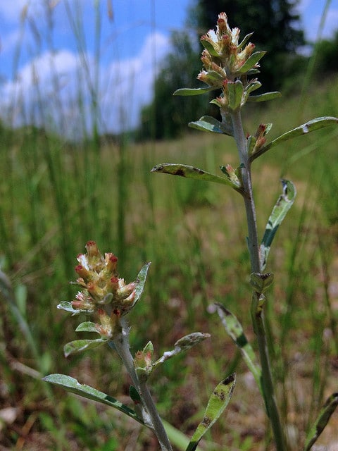 Gamochaeta americana