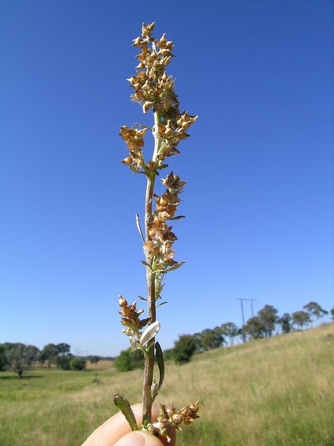 Gamochaeta americana