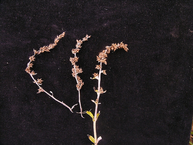 Gamochaeta americana (Gamochaeta americana)