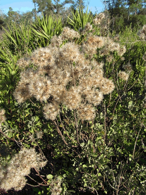 Garberia heterophylla
