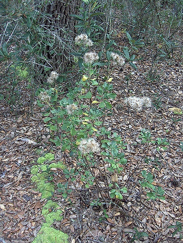 Garberia heterophylla