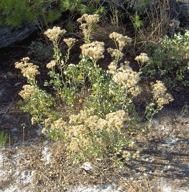 Garberia heterophylla