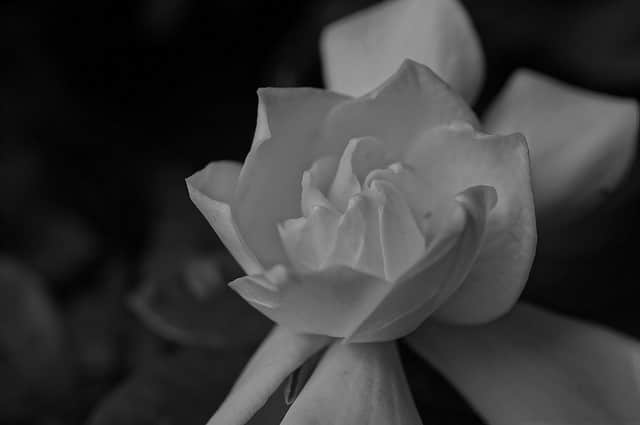 Gardenia jasminoides