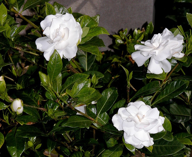 Gardenia jasminoides