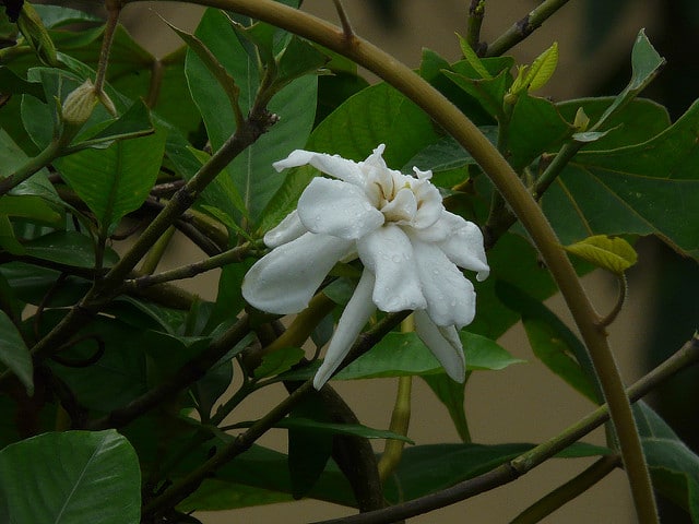 Gardenia jasminoides