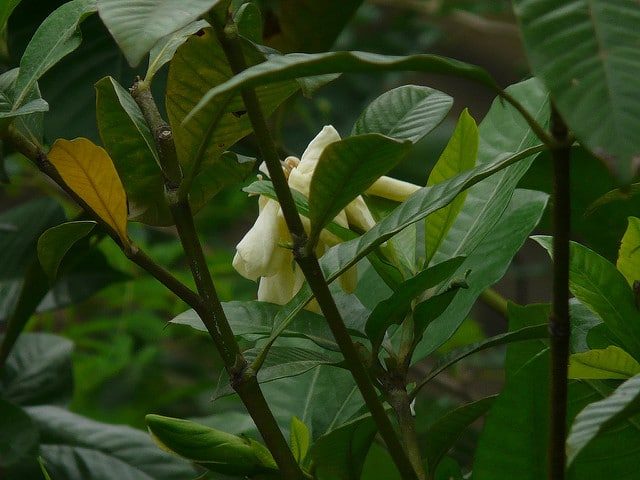 Gardenia jasminoides