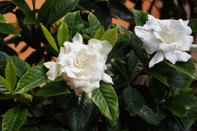 Gardenia jasminoides (Gardenia jasminoides)