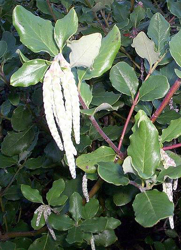 Garrya elliptica
