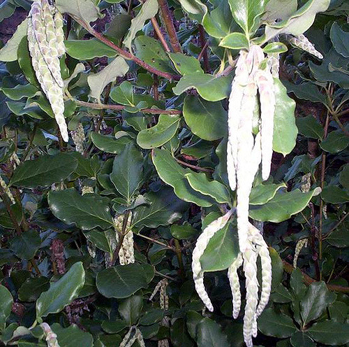 Garrya elliptica