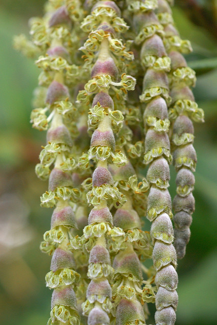 Garrya elliptica