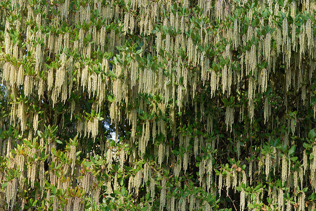 Garrya elliptica