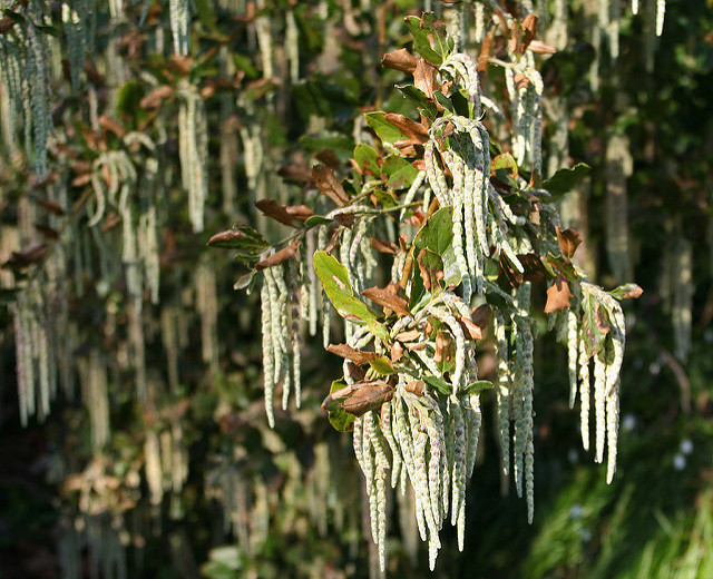 Garrya elliptica