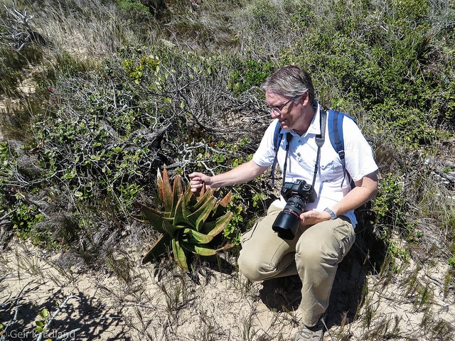 Gasteria acinacifolia