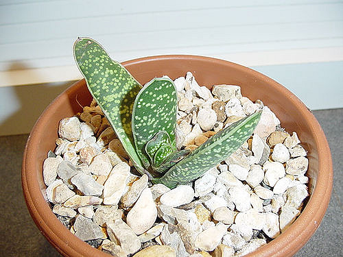 Gasteria acinacifolia (Gasteria acinacifolia)