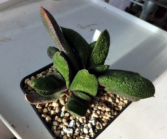 Gasteria batesiana