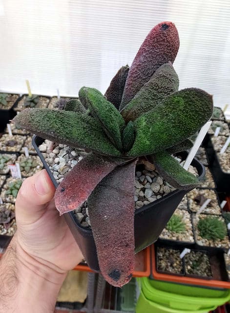 Gasteria batesiana