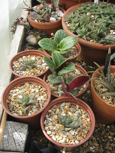 Gasteria batesiana