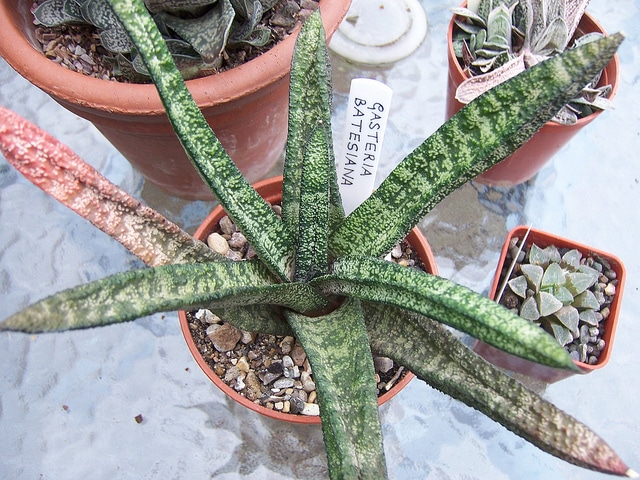 Gasteria batesiana
