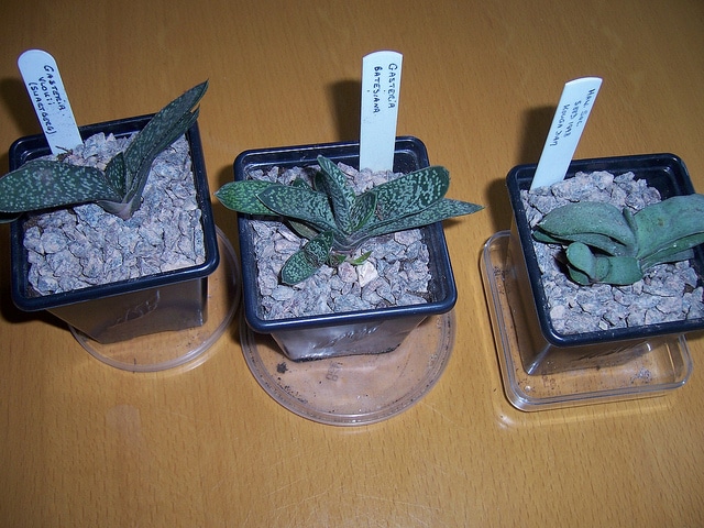 Gasteria batesiana