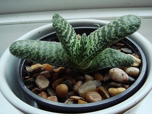 Gasteria baylissiana (Gasteria baylissiana)