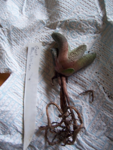 Gasteria baylissiana