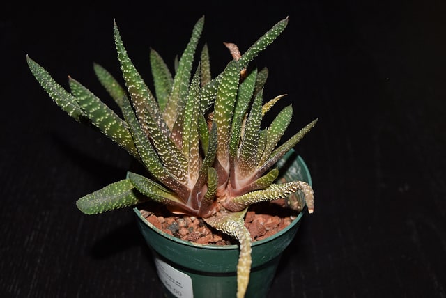 Gasteria carinata