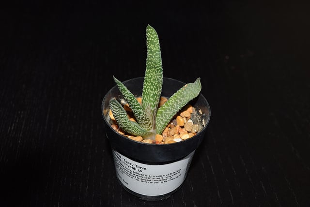 Gasteria carinata