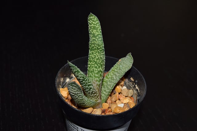 Gasteria carinata
