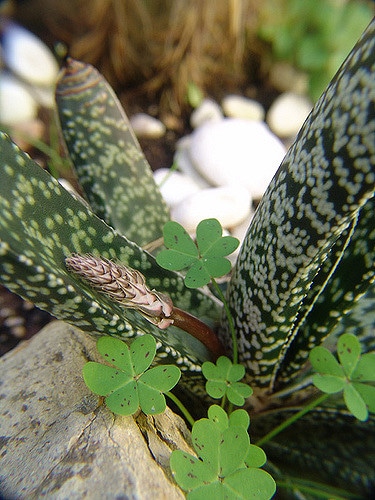 Gasteria carinata