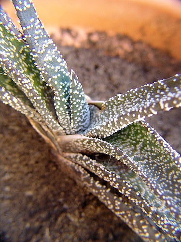 Gasteria carinata