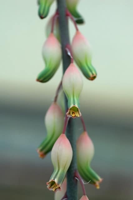 Gasteria disticha