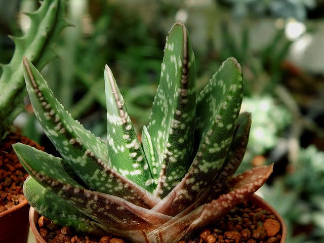 Gasteria disticha