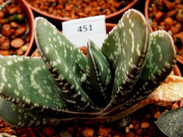 Gasteria disticha