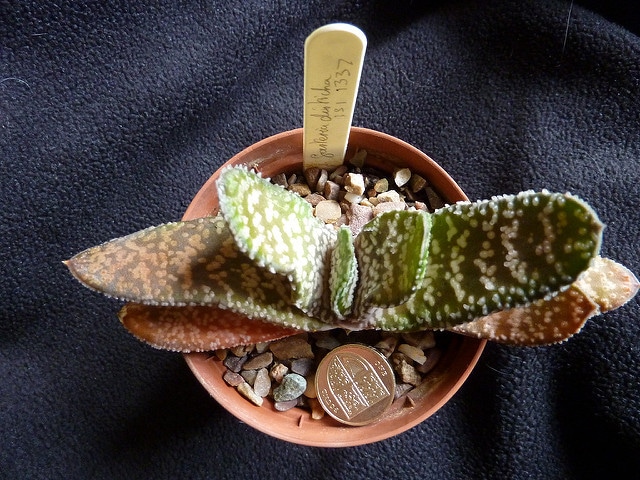 Gasteria disticha