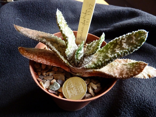 Gasteria disticha (Gasteria disticha)