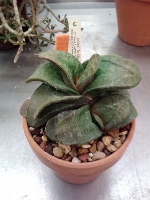 Gasteria nitida