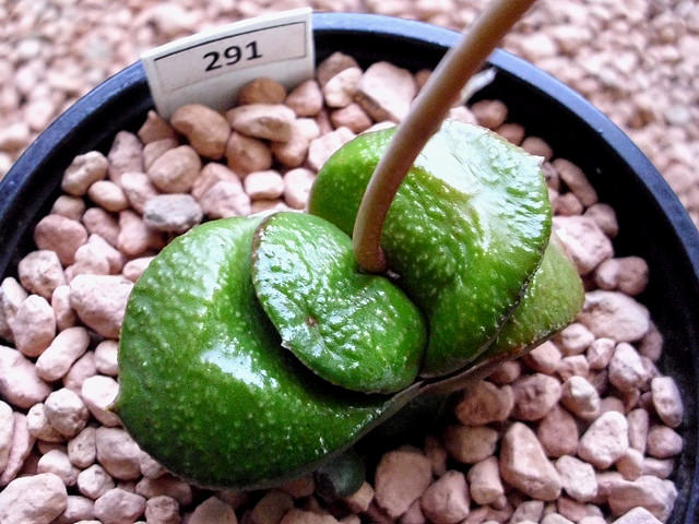 Gasteria nitida