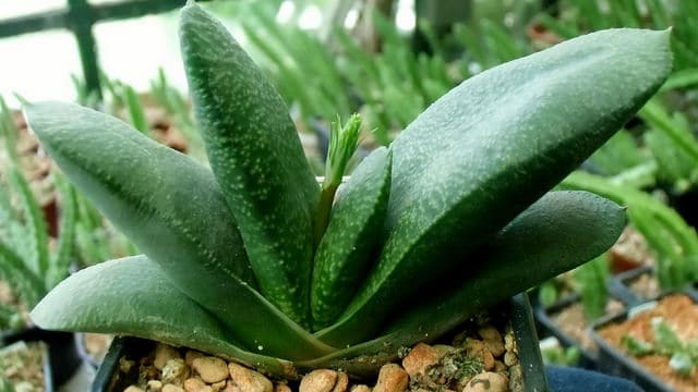 Gasteria nitida
