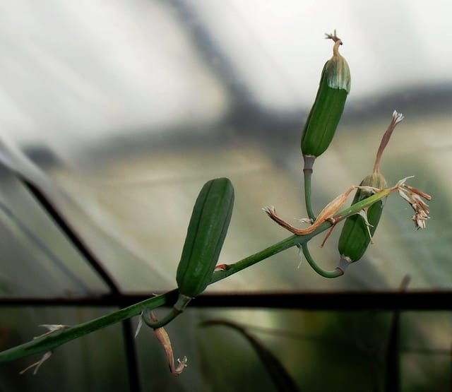 Gasteria nitida