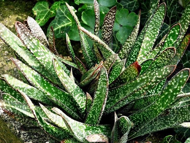 Gasteria nitida