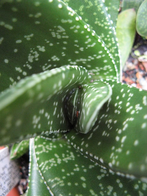 Gasteria pillansii