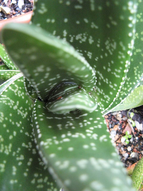 Gasteria pillansii