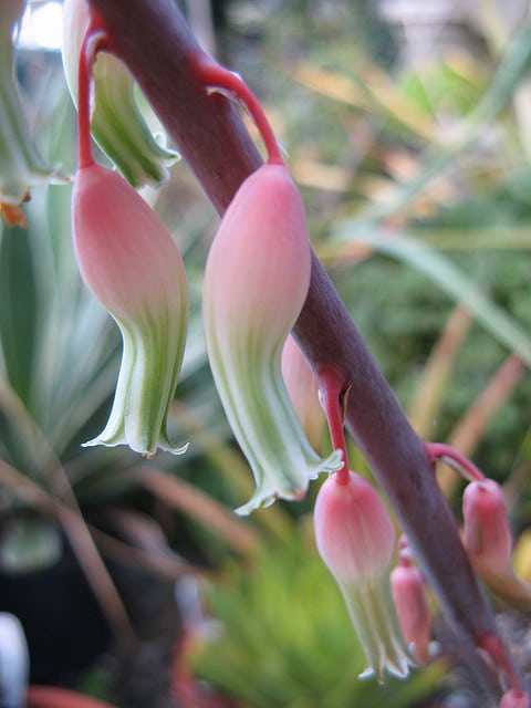 Gasteria pillansii
