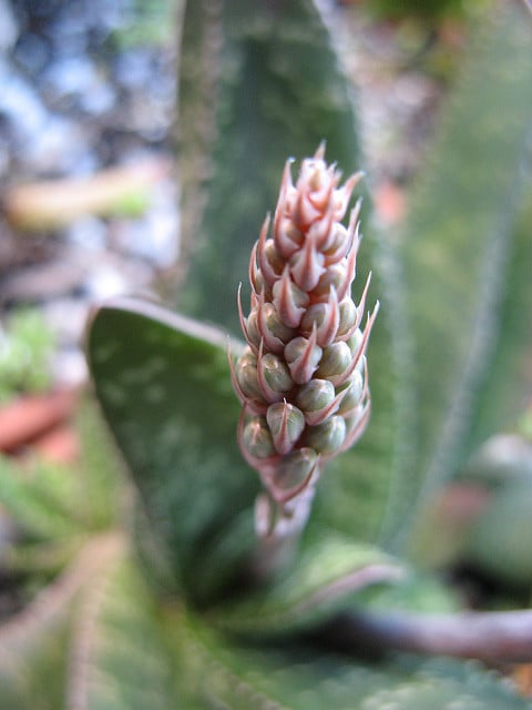 Gasteria pillansii