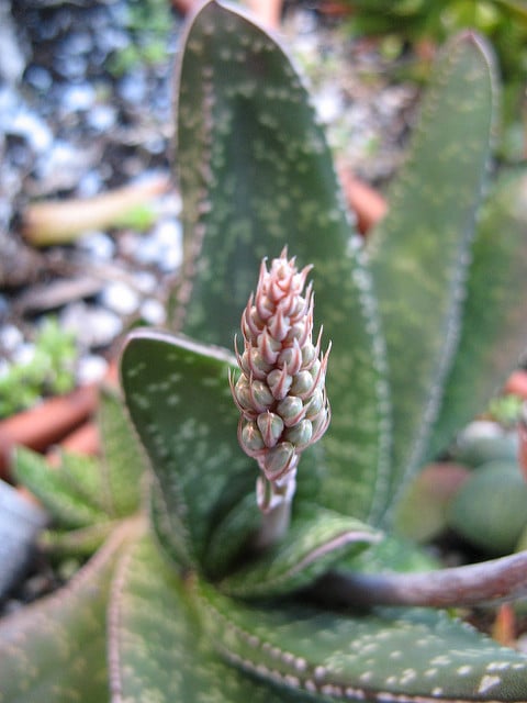 Gasteria pillansii