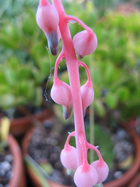 Gasteria pulchra