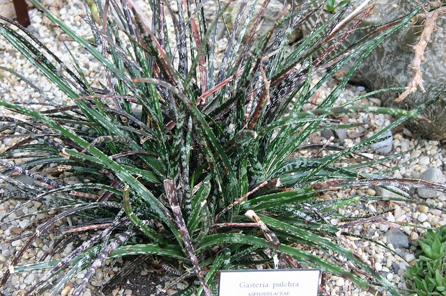 Gasteria pulchra (Gasteria pulchra)