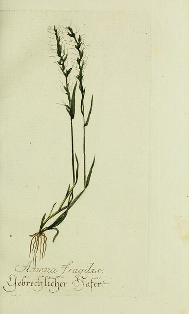 Gaudinie (Gaudinia fragilis)