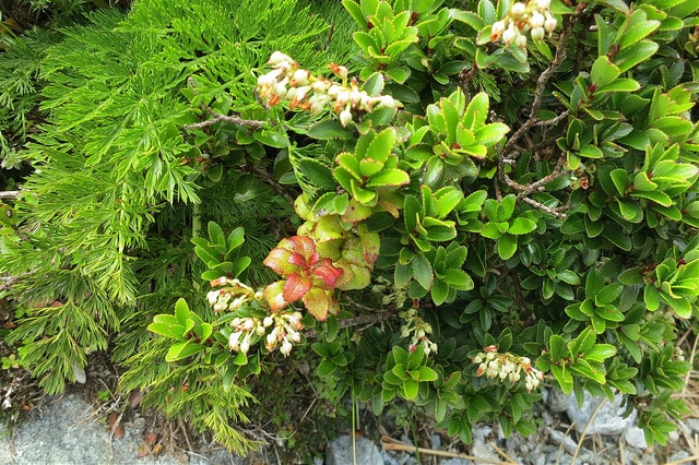 Gaultheria depressa